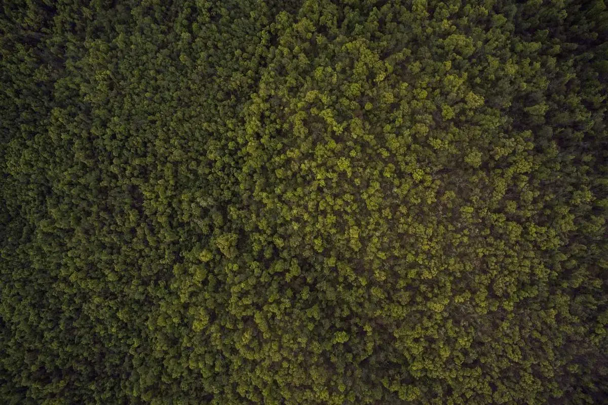 Construindo sua marca pessoal em 2025 como freelancer