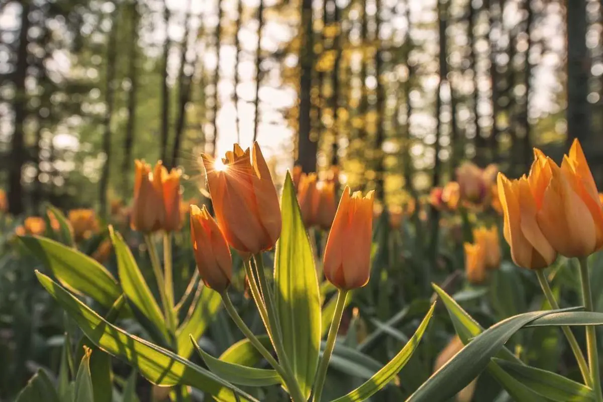 Crescimento do mercado cripto e blockchain no Brasil até 2025