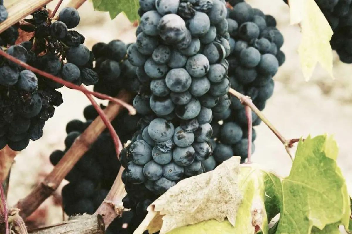 Investimentos estrangeiros no Brasil em 2025: perspectivas