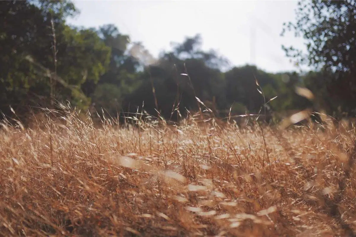 Investimentos sustentáveis: opções rentáveis para 2025